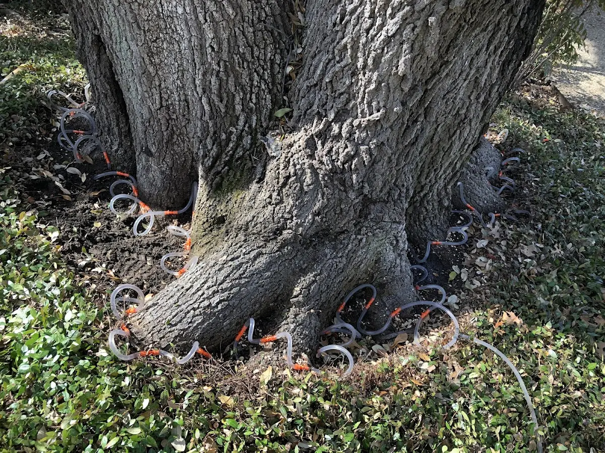 Detailed Tree Cabling and Bracing job site in Mexican Springs