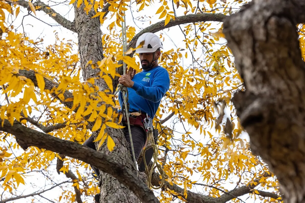 Skilled Tree Transplanting crew working in Mexican Springs