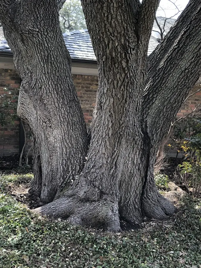 Mature heritage tree close to a Mexican Springs property cared for by certified arborists